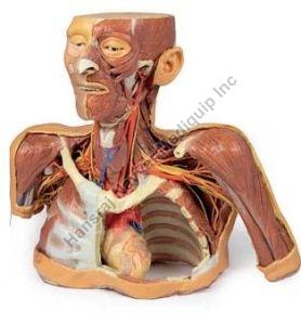 Head.Neck and Shoulder with Angiosomes 3D Anatomical Model