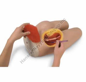 Intramuscular Injection 3D Anatomical Model