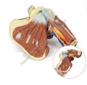 Left Shoulder Joint 3D Anatomical Model