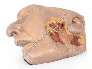 Parotid Gland and Facial Nerve Dissection 3D Anatomical Model