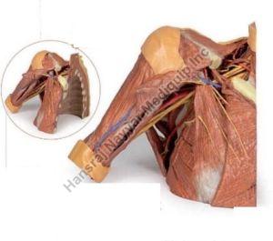 Right Thoracic Wall 3D Anatomical Model