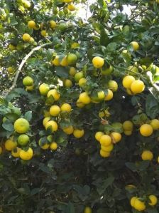Tissue Culture Kagzi Lemon Plant