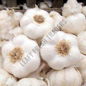 Fresh Garlic, Color : White, Packaging Size : 5-10kg