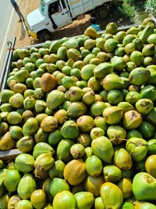 Plain Organic Tender Coconut, Color : Green, Packaging Type : Jute Bags For Drinking