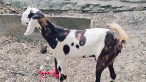 Brown Gujari Male Female Goat