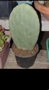 Spineless Cactus Plants