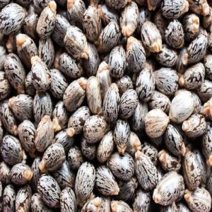 Arandi Seeds For Herbal Medicines