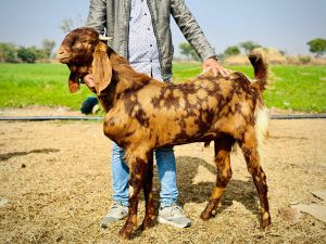 Live Sirohi Female Baby Goat