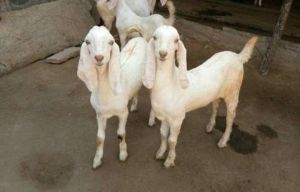 Live Sojat Goat Kids