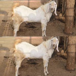 Live Sojat Male Goat