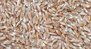 Natural Emmer Wheat Grains For Making Bread, Cooking, Bakery Products