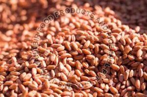 Natural Hard Red Wheat Grains For Making Bread, Bakery Products