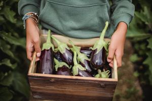 Brinjal, Packaging Size : 5Kg