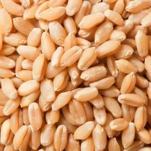 Natural Wheat Seeds For Chapati