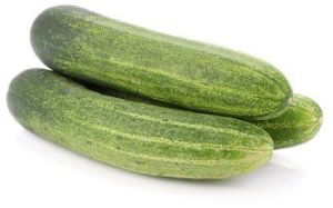 Indian Fresh Cucumber, Packaging Type : Bag