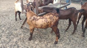 Male Sirohi Goat