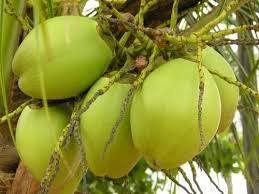 green tender coconut