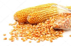 Yellow Maize