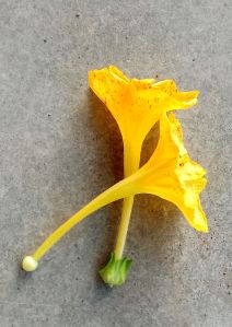 Mirabilis Jalapa Leaves For Farming