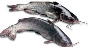 Fresh Cat Fish For Household, Mess, Restaurants