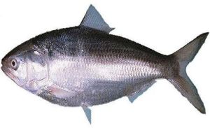 Fresh Hilsa Fish For Human Consumption