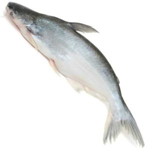 Fresh Indian Basa Fish For Household, Mess, Restaurants