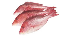 Fresh Red Snapper Fish For Human Consumption