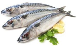 Fresh Sardine Fish For Human Consumption