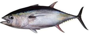 Fresh Tuna Fish For Household, Mess, Restaurants