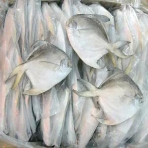 Frozen Pomfret Fish For Household, Restaurant, Mess