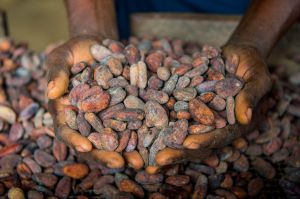 Cocoa Beans