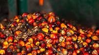 palm oil