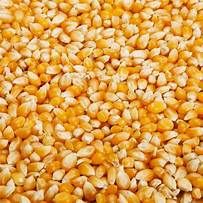 Yellow Corn