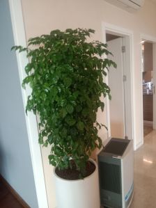 outdoor indoor plant