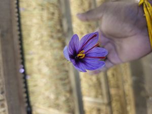 Natural Mongra Saffron