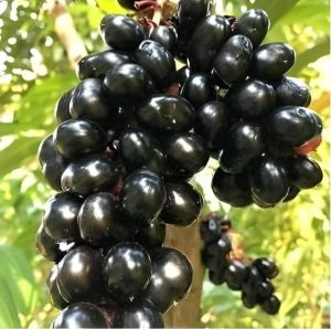 Black Jamun