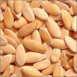 Muskmelon Seeds, Color : Creamy, Packaging Type : PP Bag, Purity : 99.9%