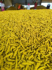 Turmeric Finger, Certification : FSSAI Appeda