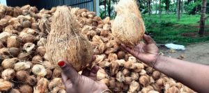 Natural Semi Husked Coconuts For Pooja, Cooking