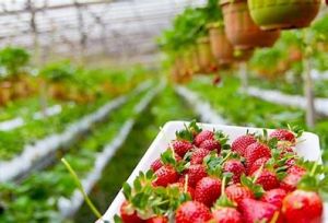 Red Common Fresh Strawberry, For Human Consumption, Packaging Size : 20Kg