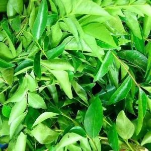 Natural Kamini Leaves For Ayurvedic Medicine