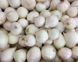 Fresh White Onion, Packaging Size : 5-10kg