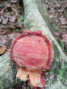 red sandalwood