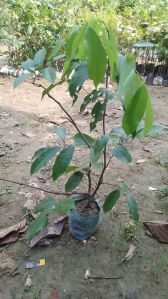 Jamun  Plant