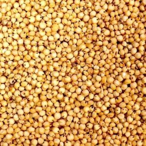 Sorghum Seeds For Human Consumption