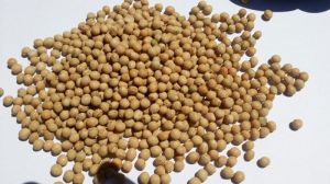 Organic Soy Bean For Oil Extraction, Making Protein Powder, Cooking