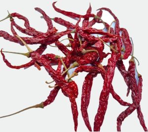 Byadgi Syngenta 5531 Dry Red Chilli