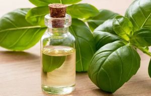 Basil Oil, Certification : FSSAI Certified