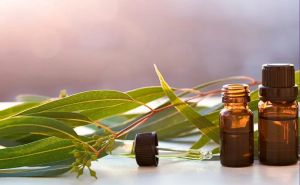 Eucalyptus Oil For Ayurvedic Preparations, Pharma Industry