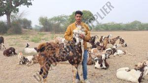 Live Gujari Goat, Gender : Female, Male